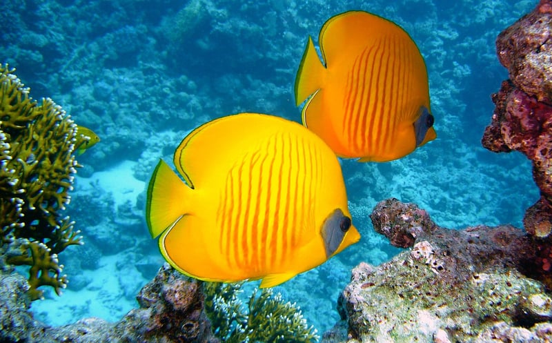 Underwater Corals