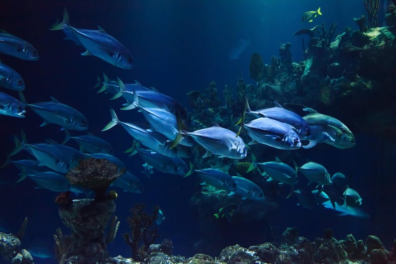 Underwater Sea Life